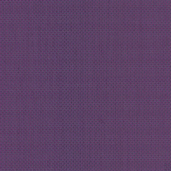 Elderberry